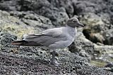 Lava Gull